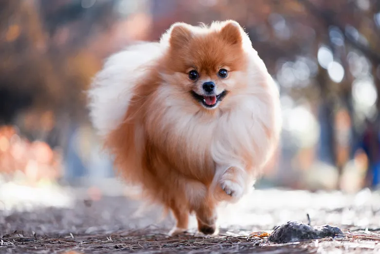 German Spitz
